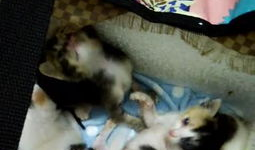 秒拍动物搞笑视频,笑出腹肌的动物日常