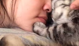 秒拍动物搞笑视频,笑出腹肌的动物日常