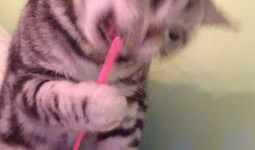 秒拍动物搞笑视频,笑出腹肌的动物日常