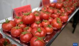 深圳西红柿网红视频,网红视频中的美食诱惑与城市风情