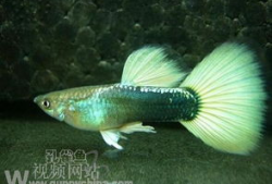 肌肉鱼图片,揭秘水下健身达人