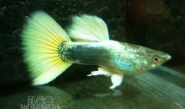 肌肉鱼图片,揭秘水下健身达人