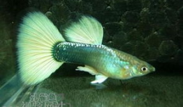 肌肉鱼图片,揭秘水下健身达人